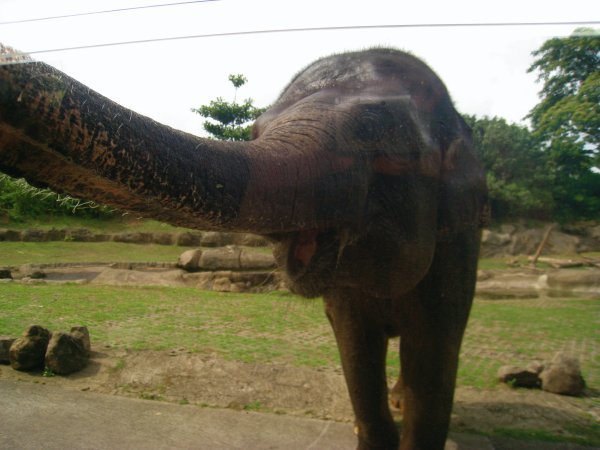 Gajah, taman Safari