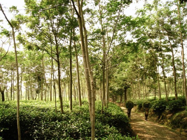 Kebun Teh Wonosari, Lawang