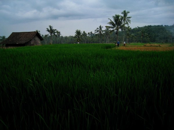 rice farmers, near Jember