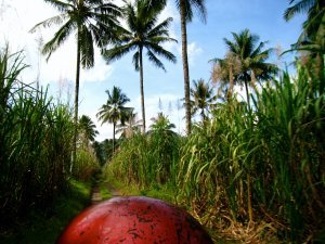 Sugar Cane Plantation, Kalibaru