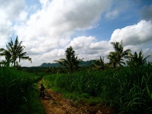 Sugar Cane Plantation, Kalibaru