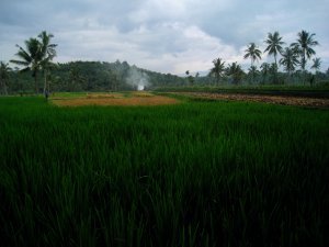 rice farmers, near Jember