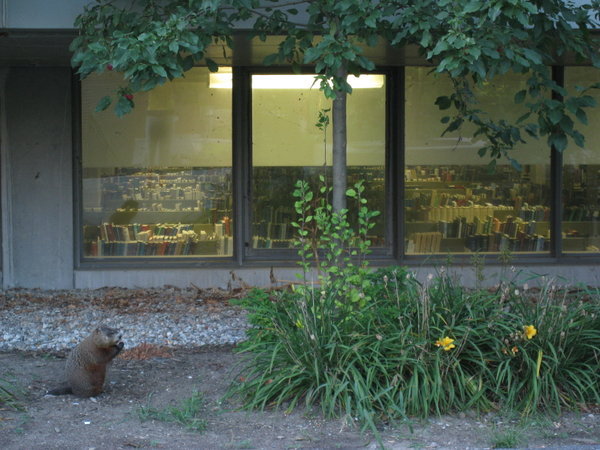 groundhog, Carleton Univ.