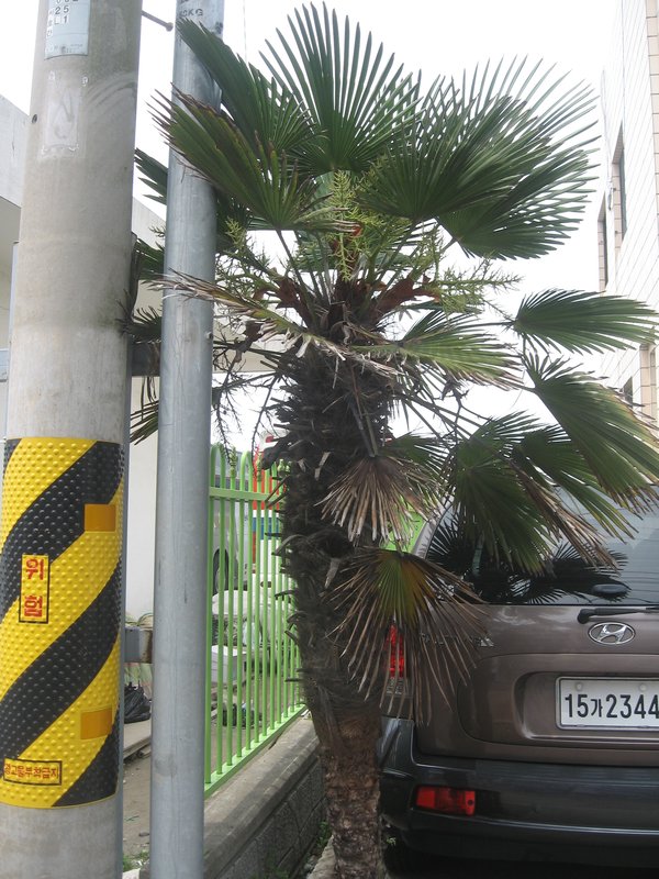 Palm Tree in Tongyeong