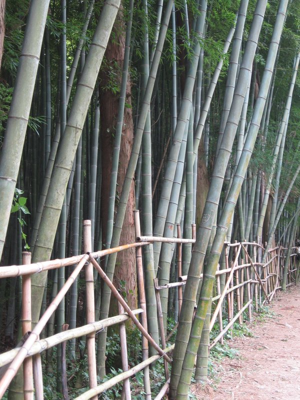 Bamboo at the Tea Fields