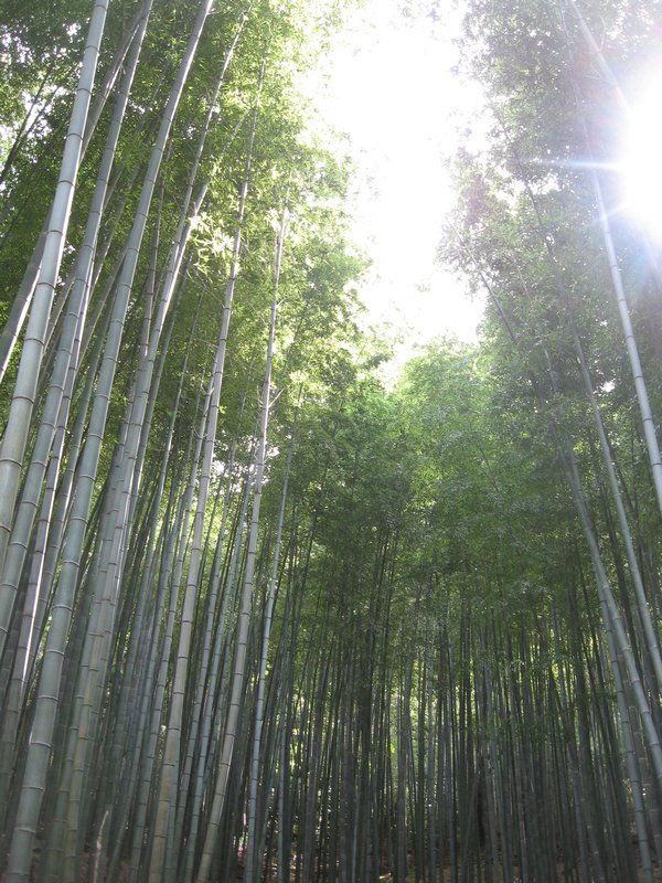 More Bamboo