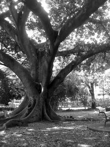 Monkeypod Trees