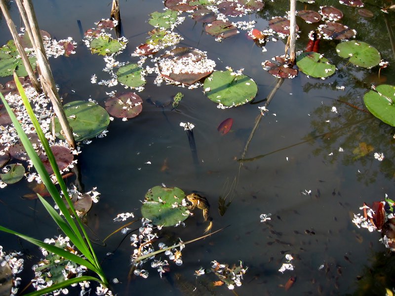 Frogs in the Pond 2