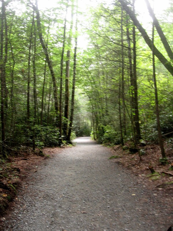 Trail in Dupont State Forest