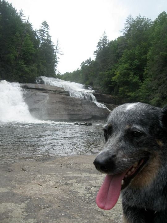 The Dog Poses at Triple Falls