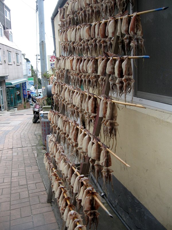Some of the Thousands of Squid
