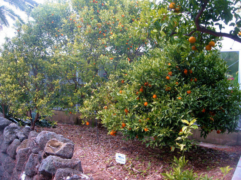 Jeju Tangerine (Hallabong) Trees
