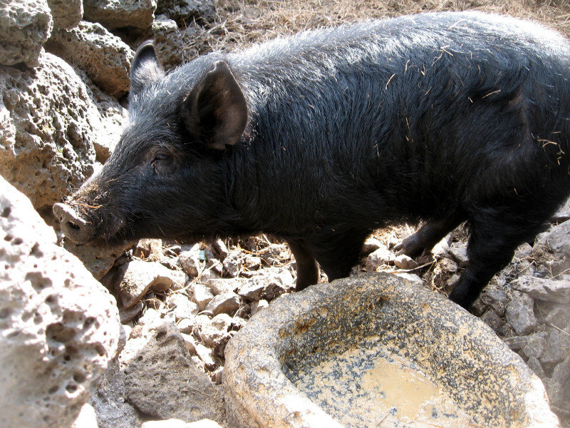 Black Pig at Jeju Traditional Village