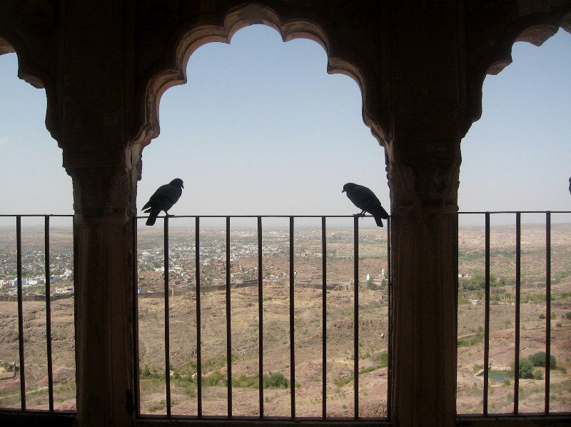 Birds Sit Above Jodhpur