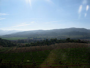 Andalucian Olive Fields