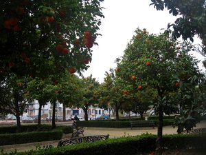 Orange Trees Galore, Córdoba