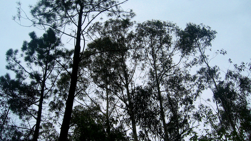 Pine and Eucalyptus Silhouettes