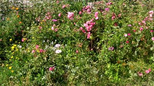 Fantastic Overgrown Flowers