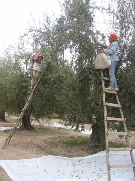 Olives in Mendoza 