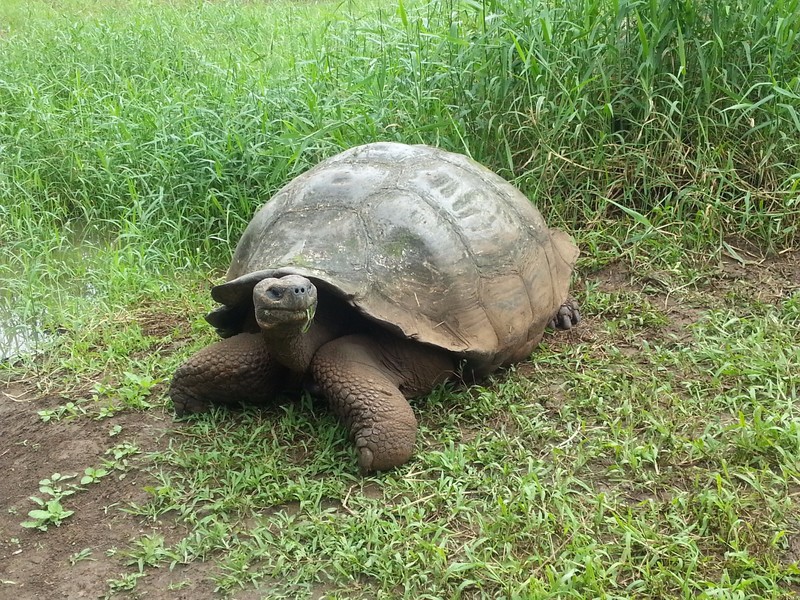 Tortoises Ranch (June 23 & July 3)