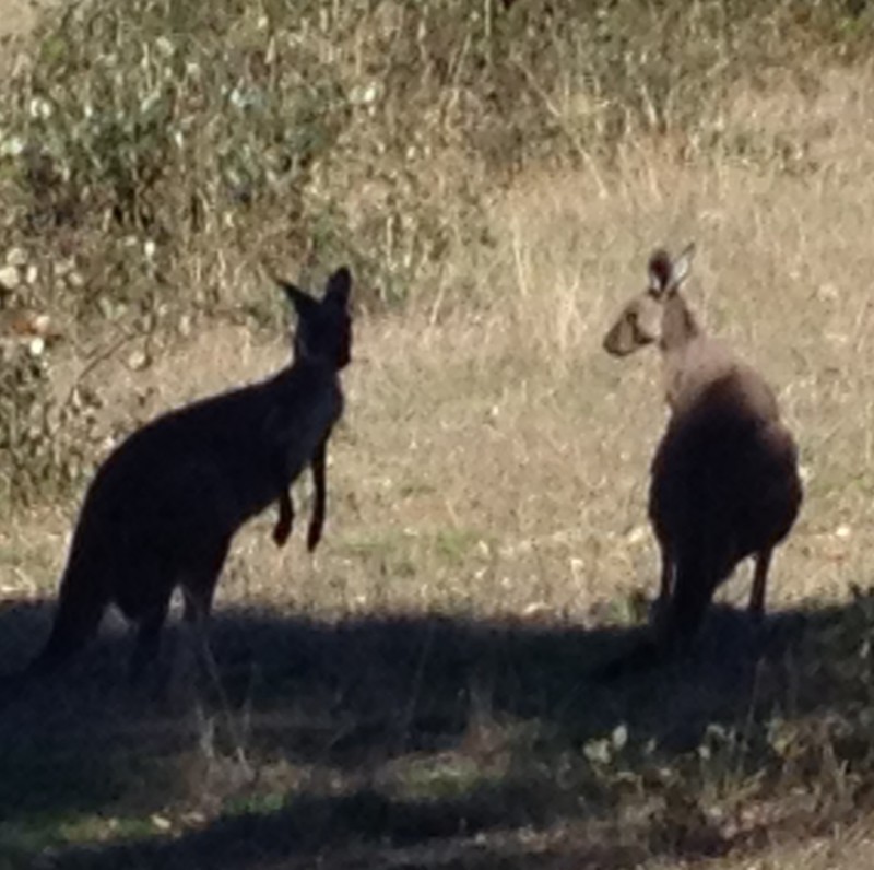 First SA Kangaroo sighting