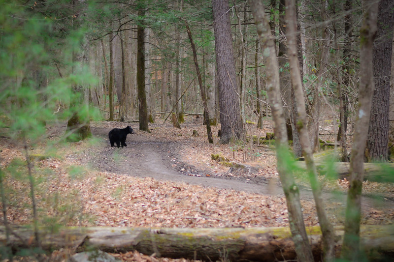 ANother black bear