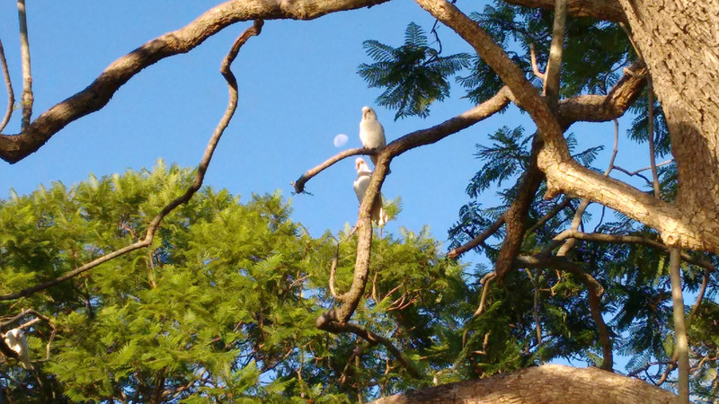 Cockatoos on a branch