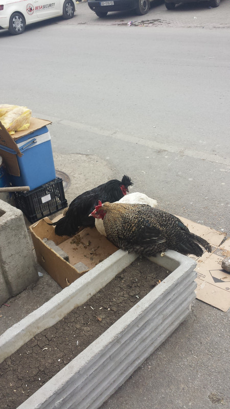 Live Chickens for Sale