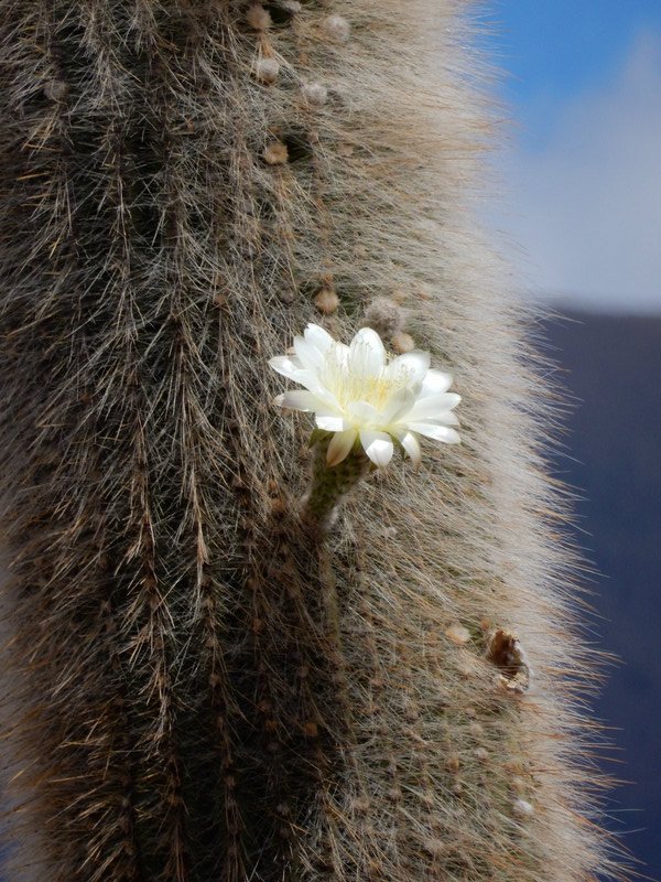 Die Blume am Kaktus