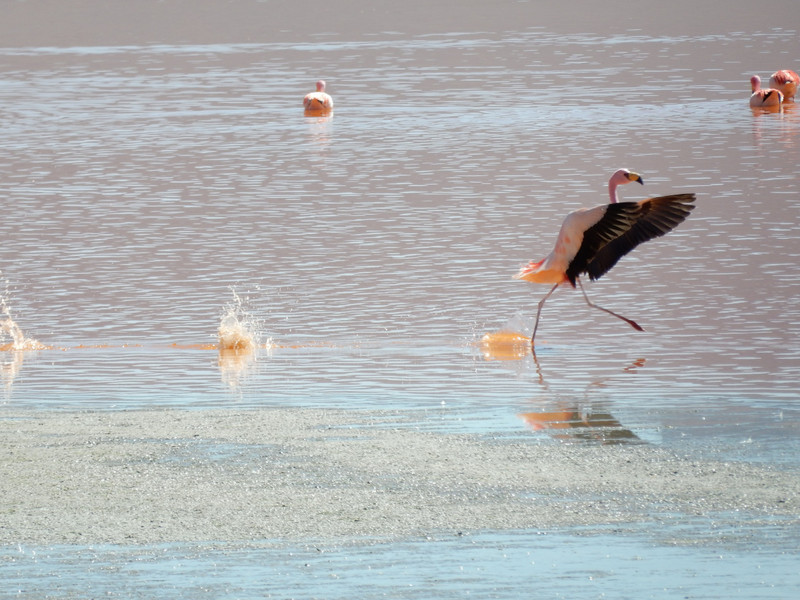 Flamingo beim landen