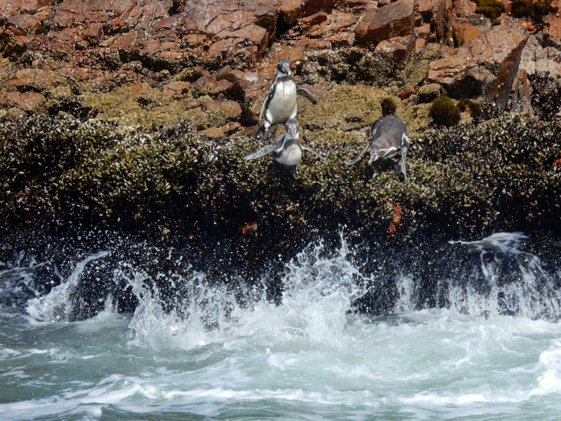 Pinguine beim Sprung ins Meer
