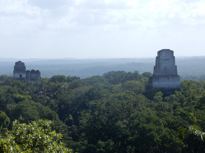 Aussicht von einer Pyramide in Tikal