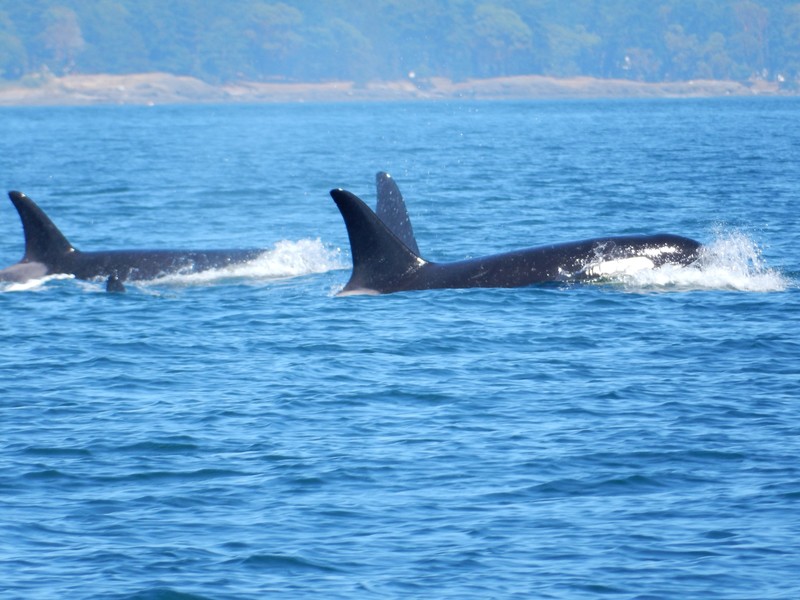 Orca Wale 1