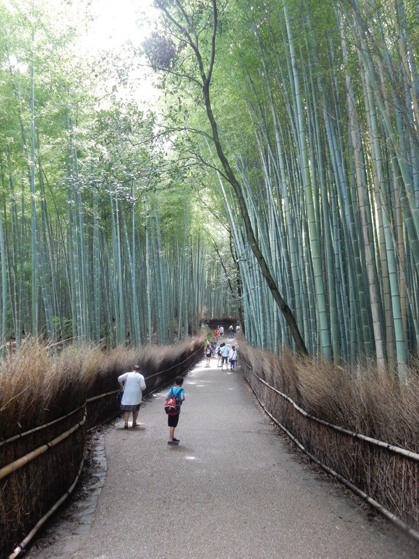 Bambuswald in Arashiyama