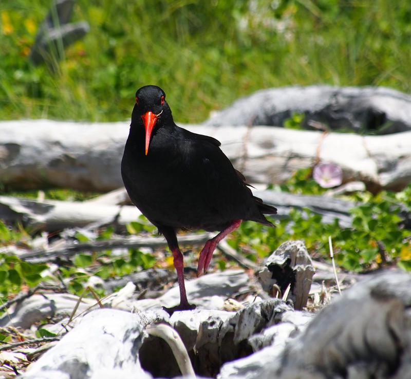 variable oystercatcher poses