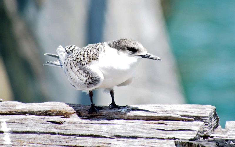 young seabird