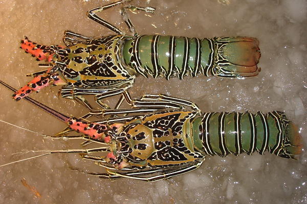 Langkawi Lobster