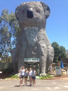 Giant koala
