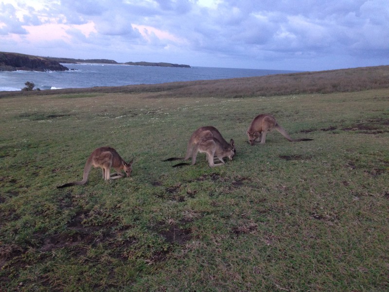 More Kangaroos