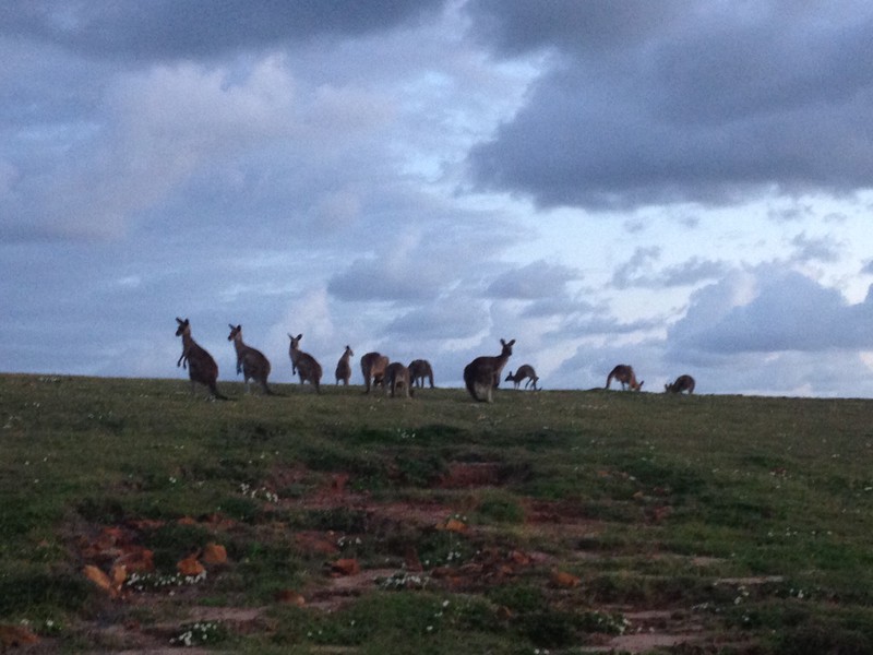 Loads of kangaroos 