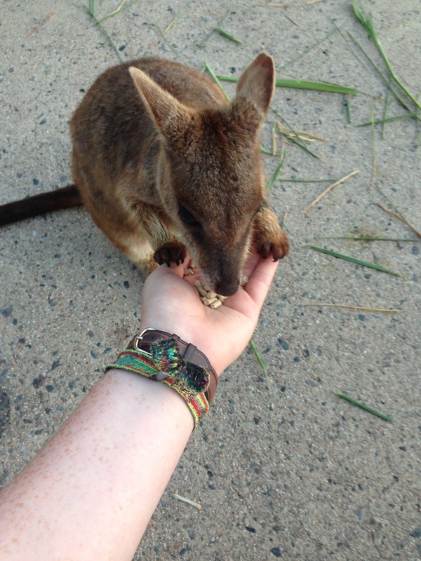 Feeding the wallaby 