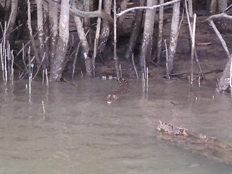 Baby croc 