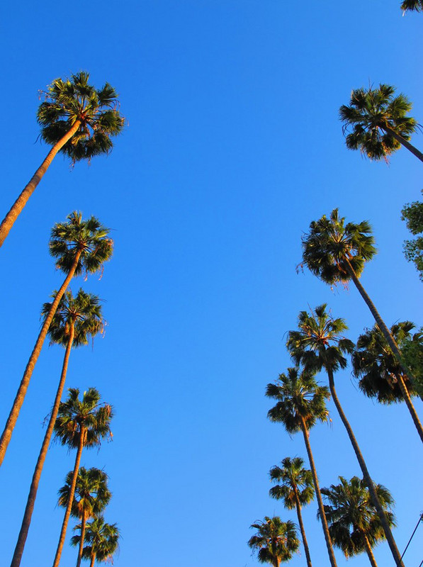 California Dreaming - Hollywood