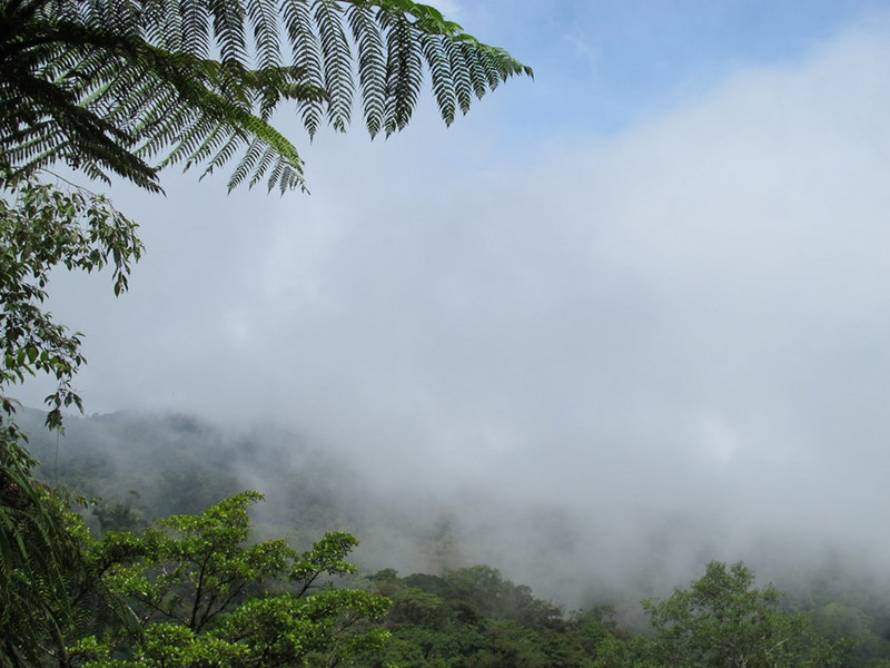 Cloud Rainforest - La Paz Waterfall Gardens