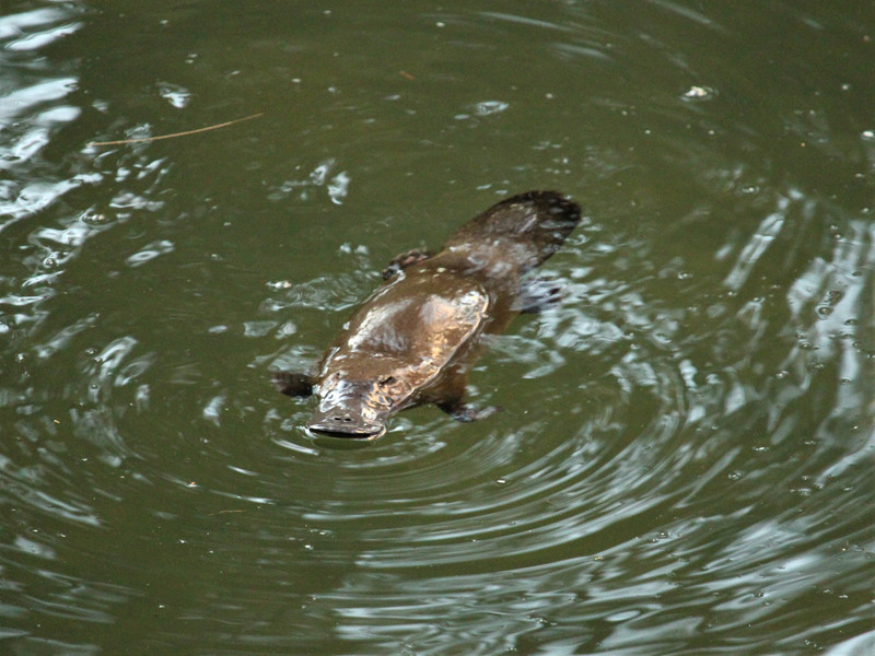 The elusive Platypus (on the Nature Trail)