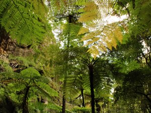 King Ferns (largest ferns in the world)