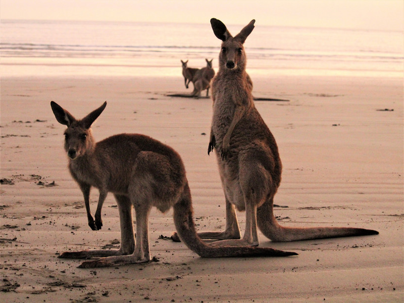 Sunrise with the Roos and Wallabies, Cape Hillsborough