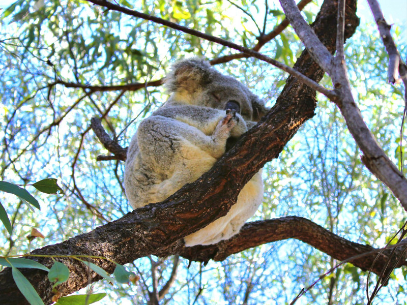 Eat, sleep, repeat Spotting wild Koalas on The Forts hike