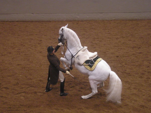 Lippizanner Stallion Performance