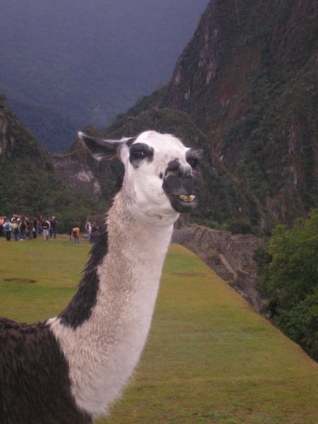 Llama We Met At Machu Picchu